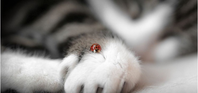 coccinnelle